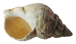 animals & Seashell free transparent png image.