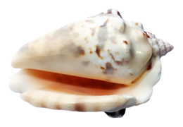 animals & Seashell free transparent png image.