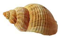 animals & Seashell free transparent png image.