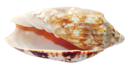 animals & Seashell free transparent png image.