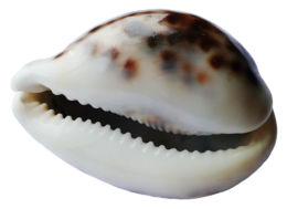 animals & Seashell free transparent png image.