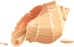 animals & seashell free transparent png image.