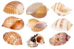 animals & Seashell free transparent png image.