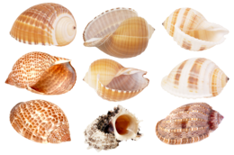 animals & seashell free transparent png image.