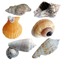 animals & seashell free transparent png image.