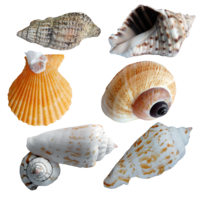animals & Seashell free transparent png image.