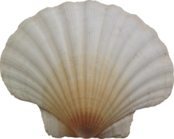 animals & Seashell free transparent png image.