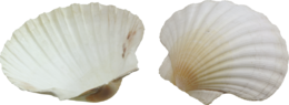 animals & seashell free transparent png image.