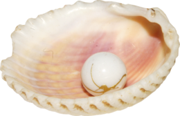 animals & Seashell free transparent png image.