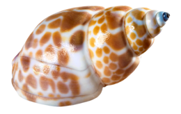 animals & Seashell free transparent png image.