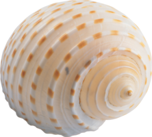 animals & Seashell free transparent png image.