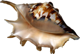 animals & seashell free transparent png image.