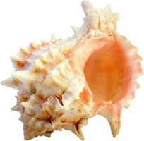 animals & seashell free transparent png image.