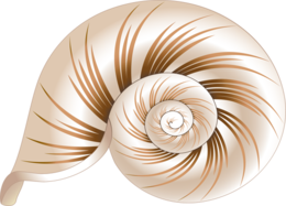 animals & Seashell free transparent png image.