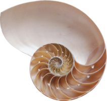 animals & seashell free transparent png image.