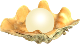 animals & seashell free transparent png image.