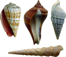 animals & Seashell free transparent png image.