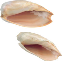 animals & Seashell free transparent png image.