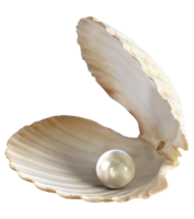 animals & Seashell free transparent png image.