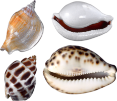 animals & Seashell free transparent png image.