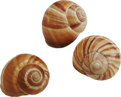 animals & seashell free transparent png image.