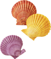 animals & Seashell free transparent png image.