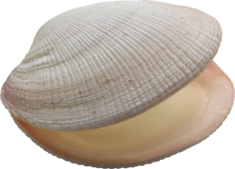 animals & seashell free transparent png image.