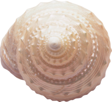 animals & seashell free transparent png image.