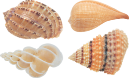 animals & Seashell free transparent png image.