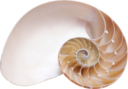 animals & Seashell free transparent png image.