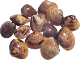 animals & seashell free transparent png image.