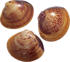 animals & Seashell free transparent png image.