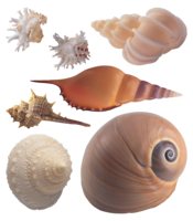 animals & seashell free transparent png image.