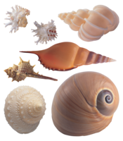 animals & Seashell free transparent png image.