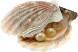 animals & seashell free transparent png image.