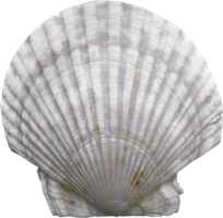 animals & Seashell free transparent png image.