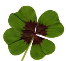 symbols & shamrock free transparent png image.