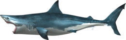 animals & sharks free transparent png image.