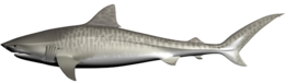 animals & sharks free transparent png image.