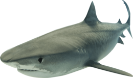 animals & sharks free transparent png image.