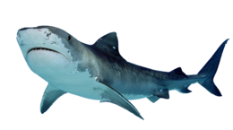 animals & sharks free transparent png image.