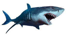 animals & Sharks free transparent png image.