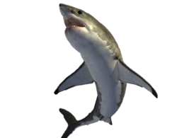 animals & Sharks free transparent png image.