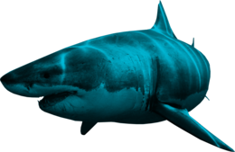 animals & Sharks free transparent png image.