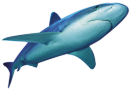 animals & sharks free transparent png image.