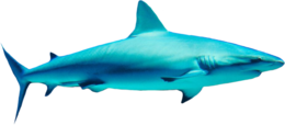 animals & Sharks free transparent png image.