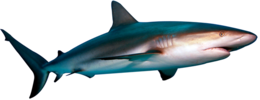 animals & Sharks free transparent png image.