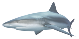 animals & Sharks free transparent png image.