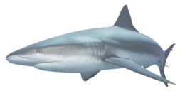 animals & sharks free transparent png image.