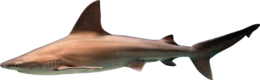 animals & sharks free transparent png image.